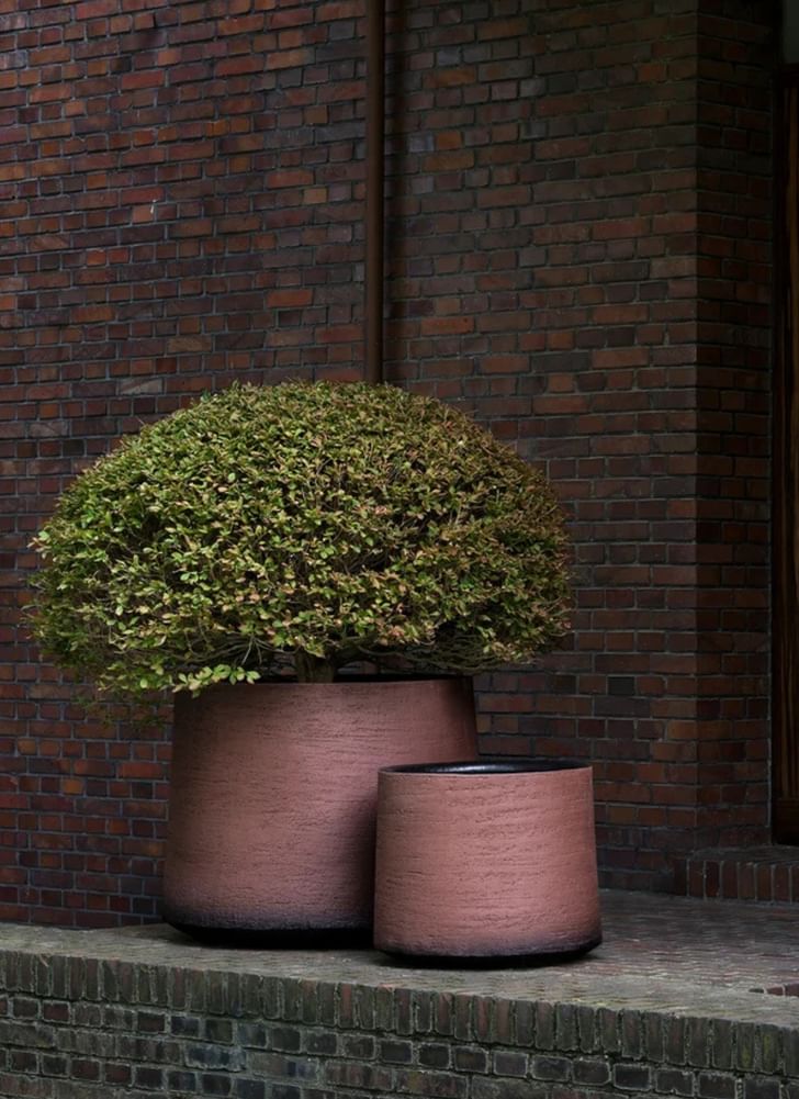 Domani Havana Planter