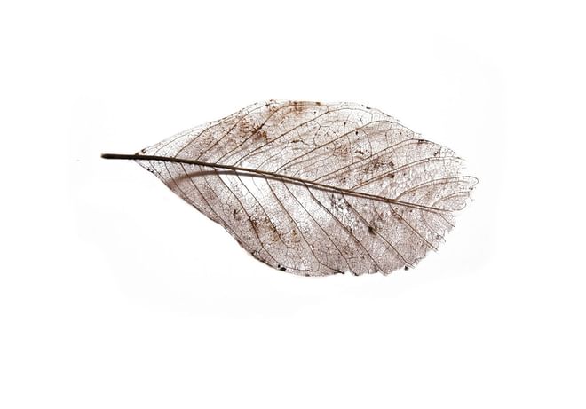 Wabi Sabi Leaf1