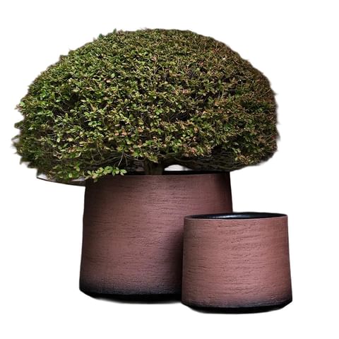 Domani DEKR Havana22 thumbnail