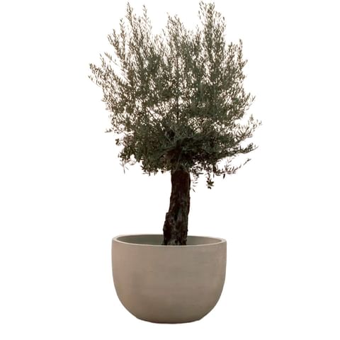 Domani ESMA Texel 29 thumbnail