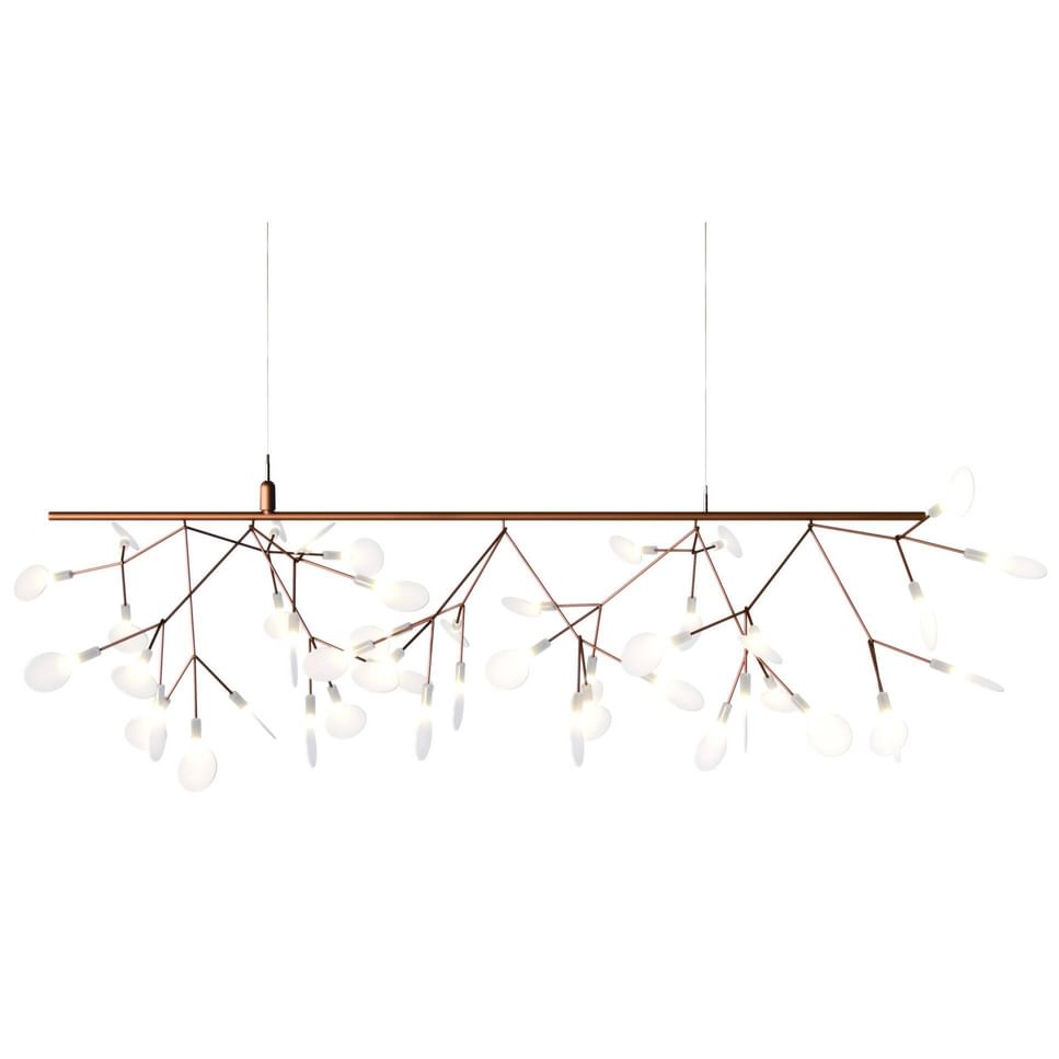 Heracleum endless 1