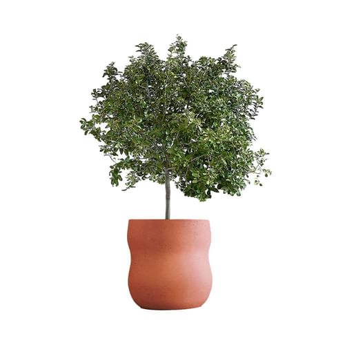 Indigenus Planters Petra Planter Medium Thumbnail