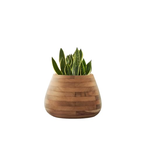 Indigenus Planters Tuber Planter Collection 2