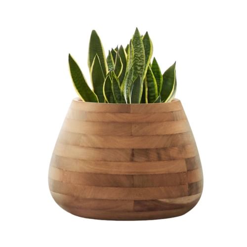 Indigenus Planters Tuber Planter Collection Thumbnail